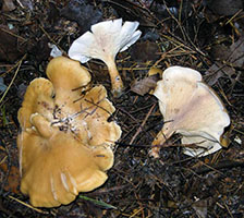 Clitocybe inversa 